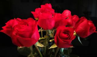 各种玫瑰花的花语是什么 玫瑰花的寓意和花语
